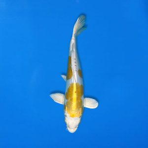 Yamasan 32cm Lemon Hariwake Ref1325 - C