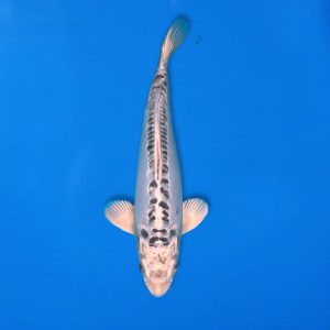 Yamasan 29cm Doitsu Gin Kabuto Ref1326 - A