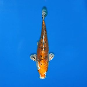 Yamasan 30cm Doitsu Yamato Nishiki Ref1326 - B