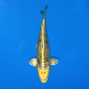 Yamasan 35cm Doitsu Kin Ki Bekko Ref1326 - C