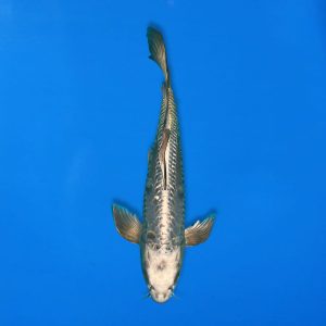 Yamasan 39cm Long Fin Gin Kabuto Ref13327 - C