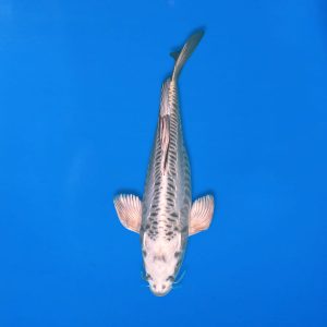 Yamasan 38cm Long Fin Gin Kabuto Ref1327 - D