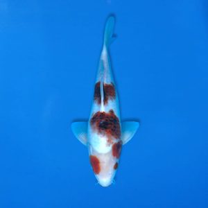 Yamasan 32cm Ai Goromo Ref1328 - B