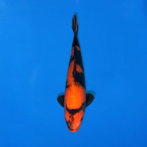 Yamasan 37cm Hi Utsuri Ref1328 - E