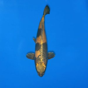 Yamasan 58cm Kin Ki Utsuri Ref1347 - A