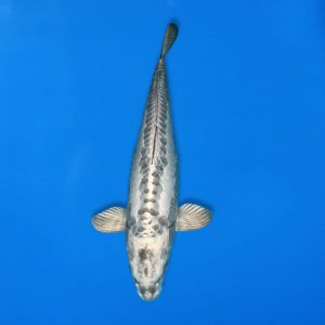 Yamasan 64cm Doitsu Gin Kabuto Ref1347 - B