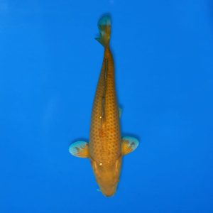 Yamasan 48cm Chagoi Ref1348 - A