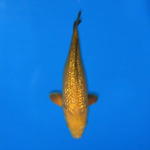 Yamasan 49cm Gin Rin Chagoi Ref1348 - B