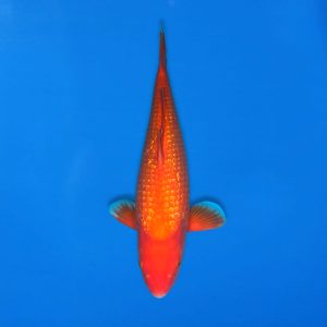 Yamasan 51cm Gin Rin Benigoi Ref1348 - C