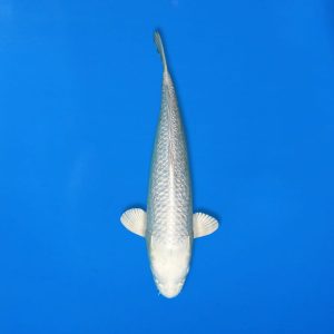 Yamasan 55cm Platinum Ogon Ref1348 - D