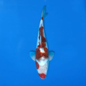 Yamasan 36cm Ai Gormo Ref1328 - D