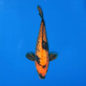 Yamasan 35cm Gin Rin Hi Utsuri Ref1328 - C