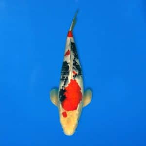 Sekiguchi 46cm Showa Ref0721 - 7