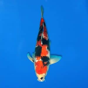 Sekiguchi 44cm Showa Ref0721 - 9