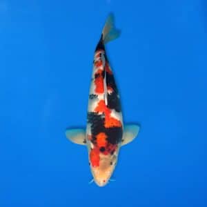 Sekiguchi 43cm Showa Ref0721 - 10