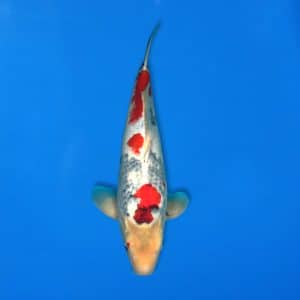 Sekiguchi 48cm Showa Ref0721 - 11