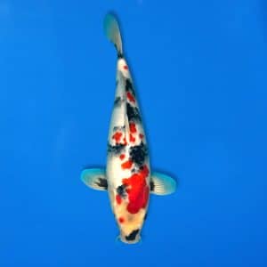 Sekiguchi 44cm Showa Ref0721 - 12