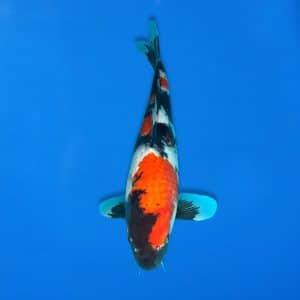 Sekiguchi 44cm Showa Ref0721 - 13