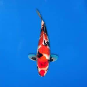 Sekiguchi 47cm Showa Ref0721 - 15