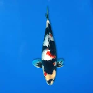 Sekiguchi 44cm Showa Ref0721 - 16