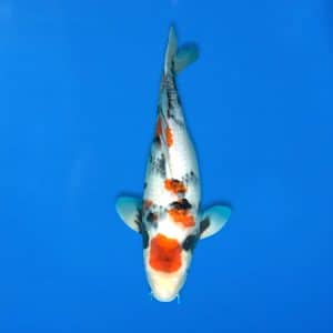 Sekiguchi 47cm Showa Ref0721 - 17