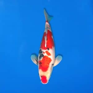 Sekiguchi 47cm Showa Ref0721 - 18