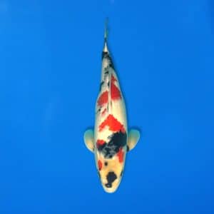 Sekiguchi 47cm Showa Ref0721 - 19