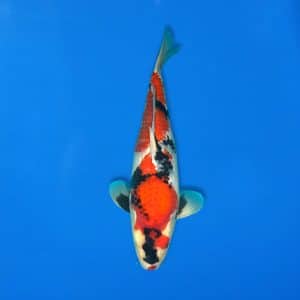 Sekiguchi 45cm Showa Ref0721 - 20