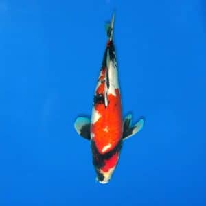 Sekiguchi 43cm Showa Ref0721 - 21