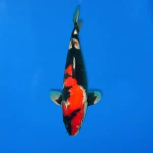 Sekiguchi 45cm Showa Ref0721 - 22