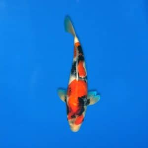 Sekiguchi 46cm Showa Ref0721 - 23