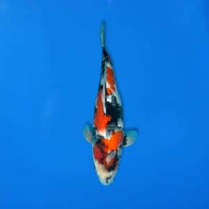 Sekiguchi 44cm Showa Ref0721 - 24