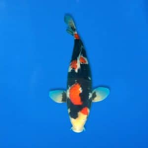 Sekiguchi 49cm Showa Ref0721 - 25