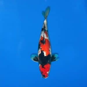 Sekiguchi 49cm Showa Ref0721 - 26