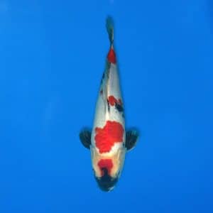 Sekiguchi 44cm Showa Ref0721 - 27