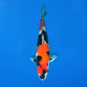 Sekiguchi 46cm Showa Ref0721 - 29