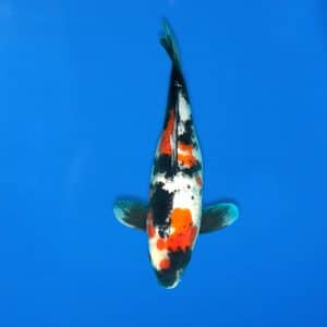 Sekiguchi 45cm Showa Ref0721 - 30