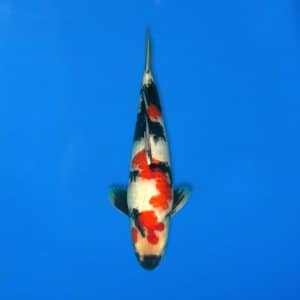 Sekiguchi 44cm Showa Ref0721 - 32