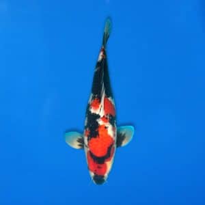 Sekiguchi 42cm Showa Ref0721 - 33