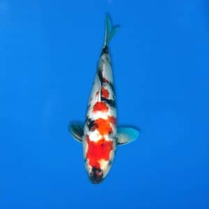 Sekiguchi 40cm Showa Ref0721 - 34