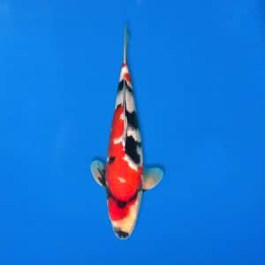 Sekiguchi 42cm Showa Ref0721 - 35