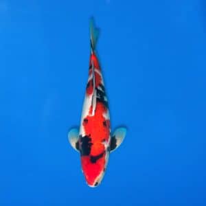 Sekiguchi 44cm Showa Ref0721 - 36