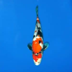 Sekiguchi 43cm Showa Ref0721 - 37