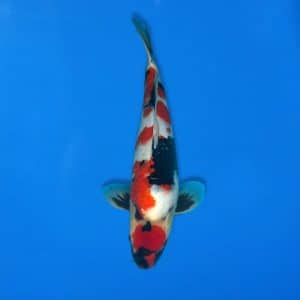 Sekiguchi 43cm Showa Ref0721 - 38