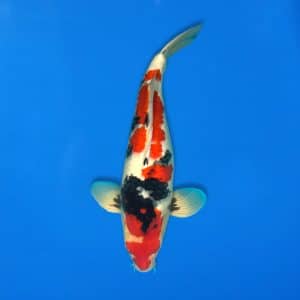 Sekiguchi 46cm Showa Ref0721 - 39