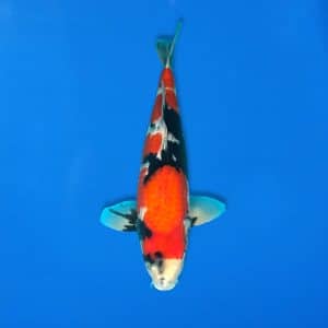 Sekiguchi 49cm Showa Ref0721 - 40