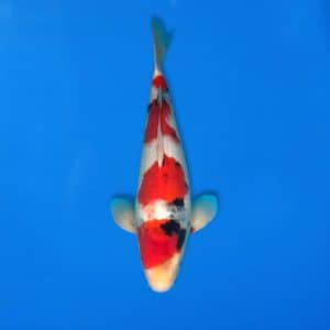 Sekiguchi 42cm Showa Ref0721 - 41