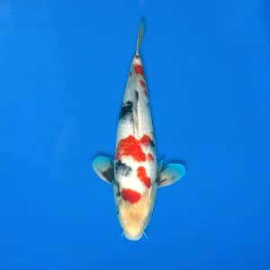 Sekiguchi 42cm Showa Ref0721 - 42