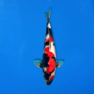 Sekiguchi 44cm Showa Ref0721 - 44