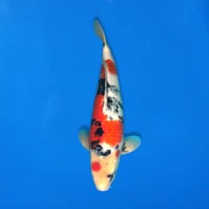 Sekiguchi 46cm Showa Ref0721 - 45